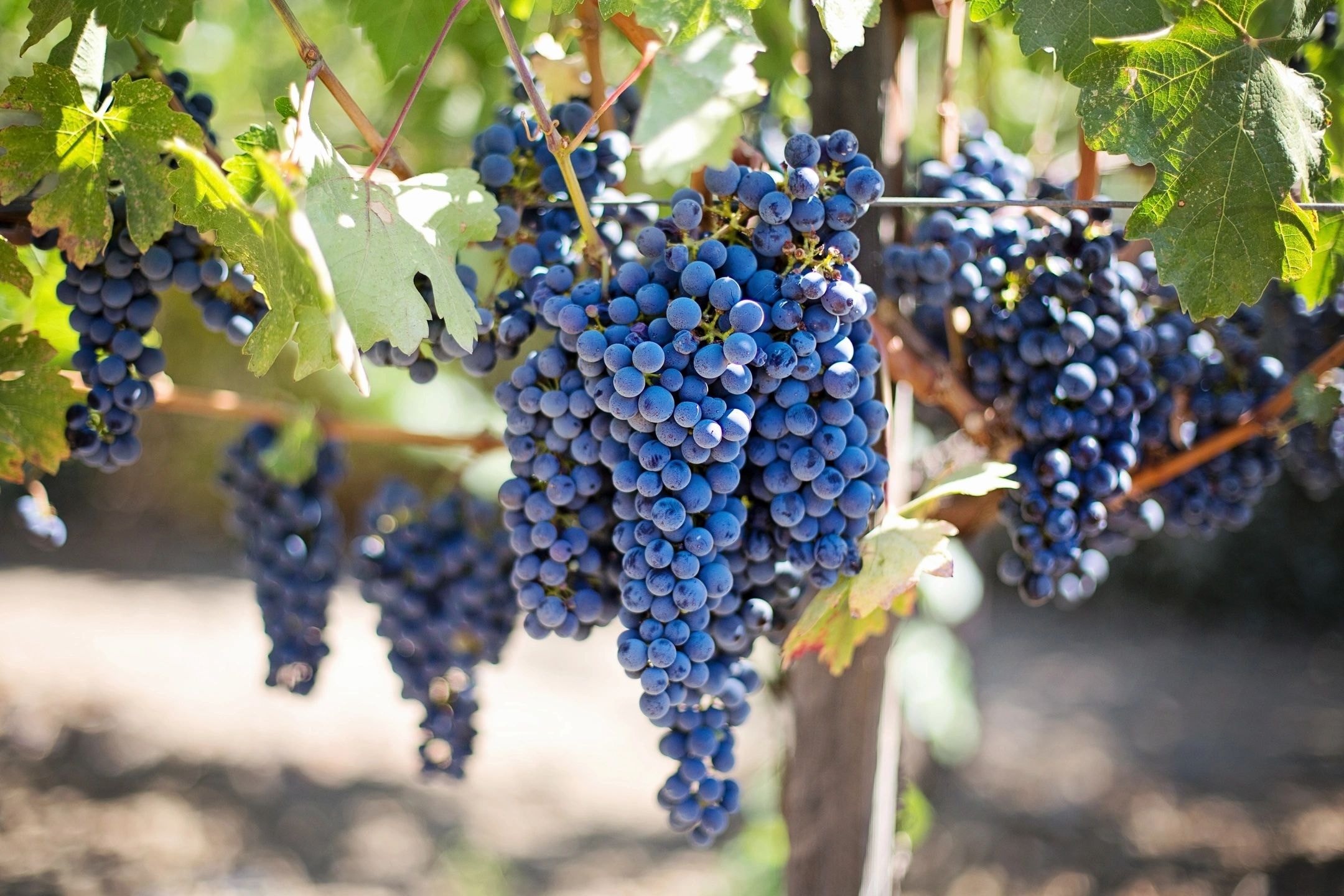MEA Wine gallery image 13