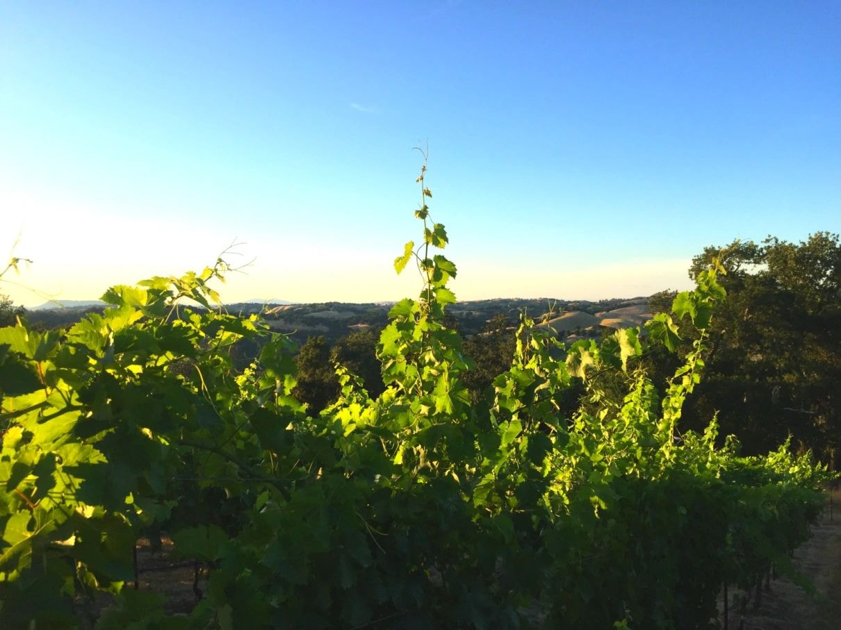 MEA Wine gallery image 5
