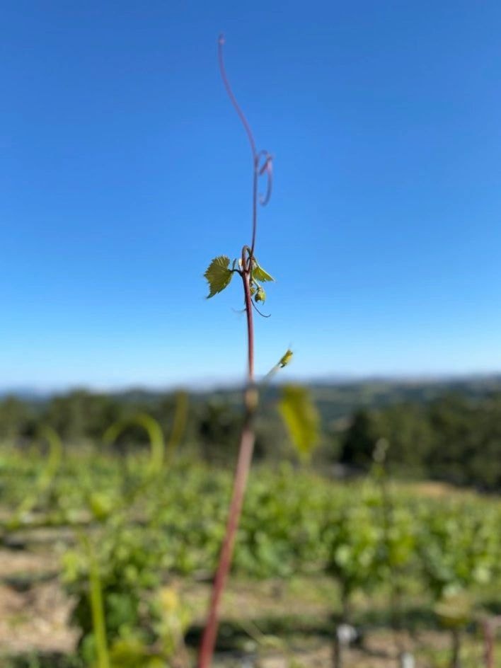 MEA Wine gallery image 9